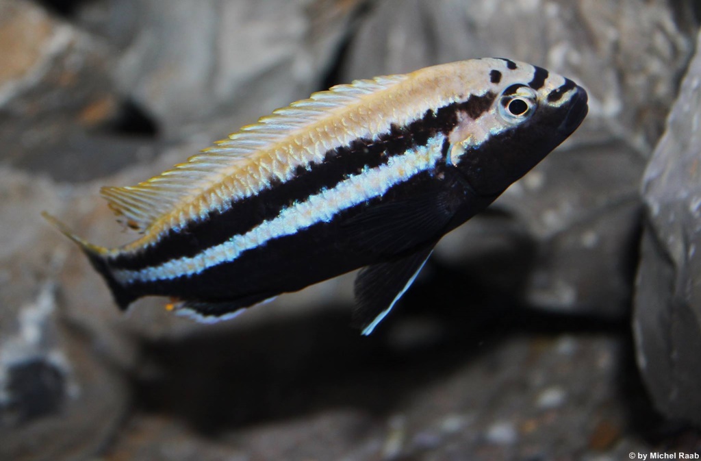 Melanochromis auratus